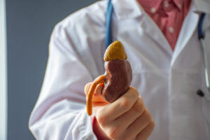 Doctor in hospital is holding anatomical model of kidney, showing it to patient explaining kidney transplantation process.