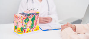 A skin cancer doctor conducting a consultation with a patient about the anatomy of skin and hair.